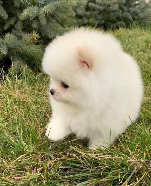 regala cuccioli di pomerania  femmine in adozione{}{} | Foto 0