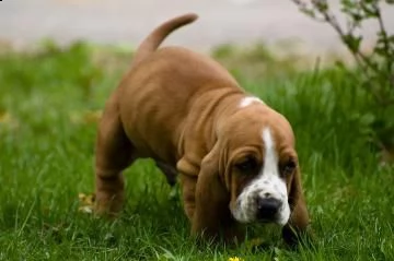 meravigliosi cuccioli di bassethound maschio e femmina | Foto 1