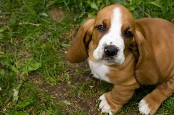 meravigliosi cuccioli di bassethound maschio e femmina