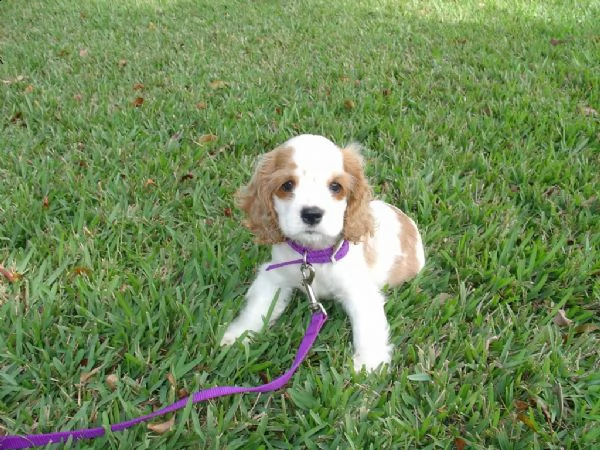 maschio e femmina adorabili cuccioli di cocker spanie inglesi