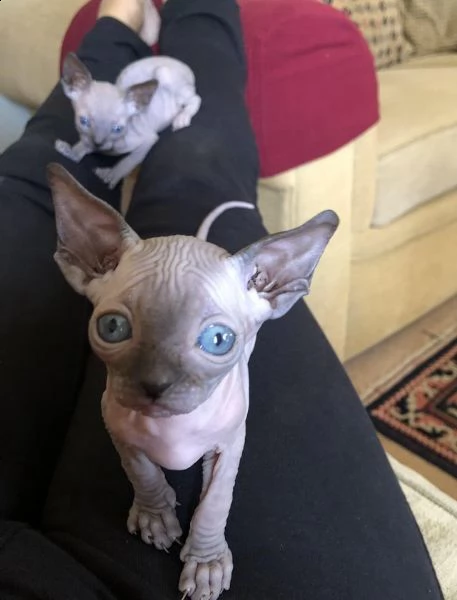 gattini sphynx | Foto 1