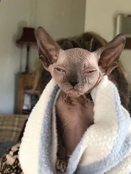 gattini sphynx | Foto 0