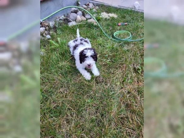 cuccioli di lagotto romagnolo | Foto 6