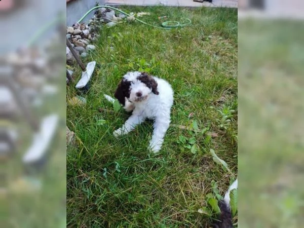 cuccioli di lagotto romagnolo | Foto 5