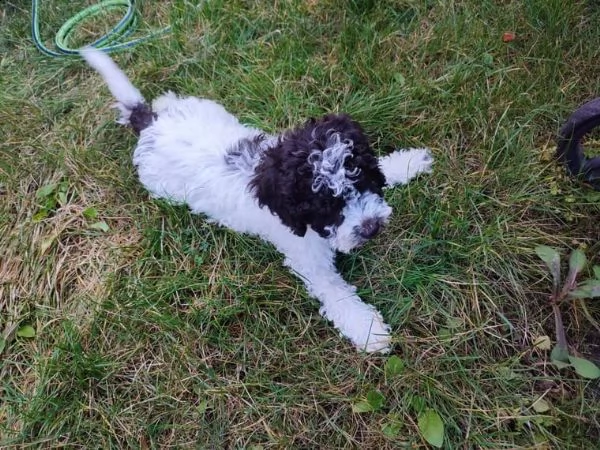 cuccioli di lagotto romagnolo