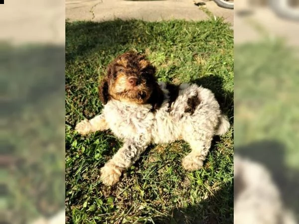 cuccioli di lagotto romagnolo | Foto 2