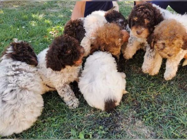 cuccioli di lagotto romagnolo | Foto 1