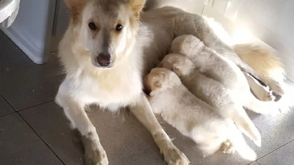 cuccioli di pastore tedesco ben addestrati | Foto 4