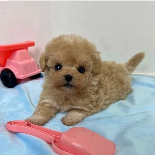 regalo maltipoo cuccioli meravigliosi ! 