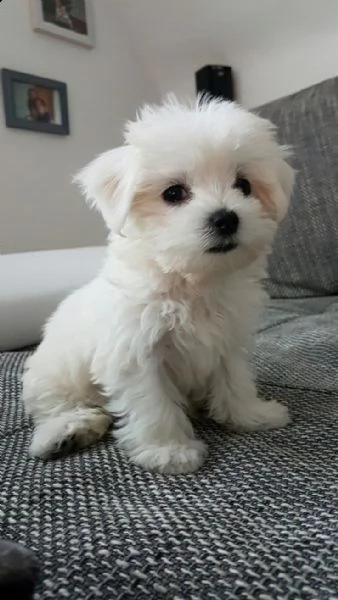 adorabili cuccioli maltesi(+34631716322)