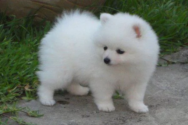 bellissimi cuccioli di pomerania maschio e femmina