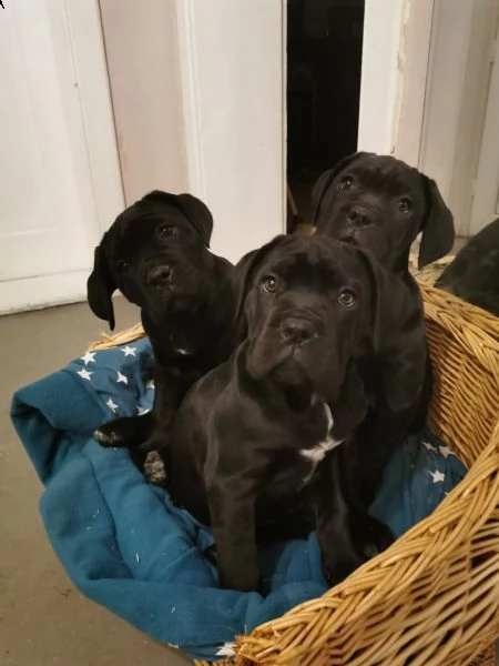 bellissimi cuccioli di cane corso | Foto 5