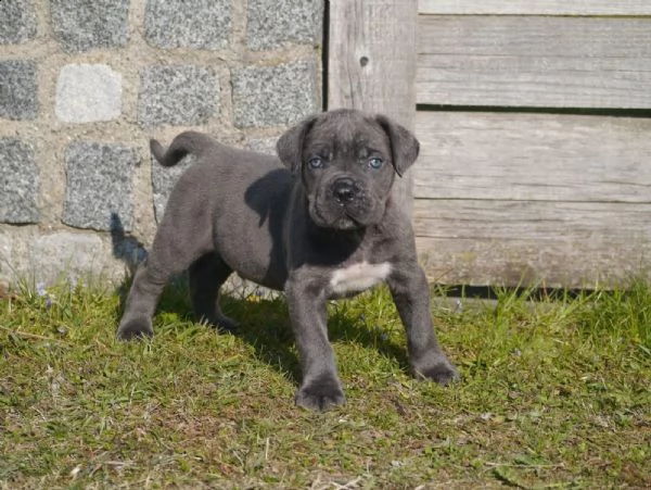 bellissimi cuccioli di cane corso | Foto 4