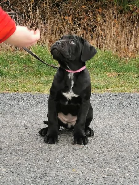 bellissimi cuccioli di cane corso | Foto 3