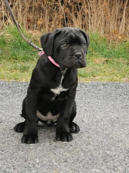 bellissimi cuccioli di cane corso | Foto 2