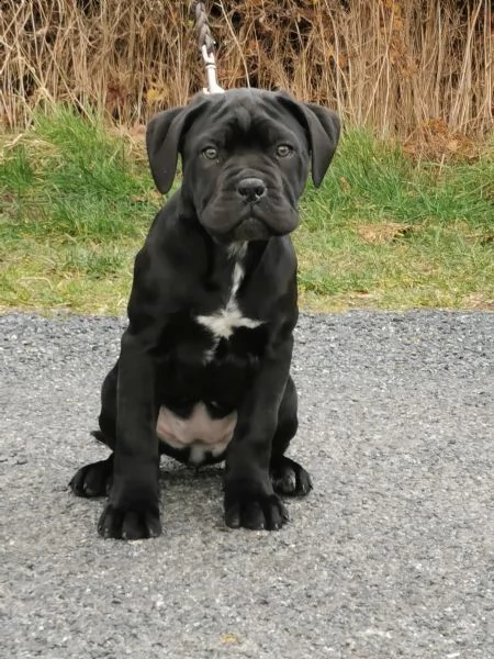 bellissimi cuccioli di cane corso | Foto 1