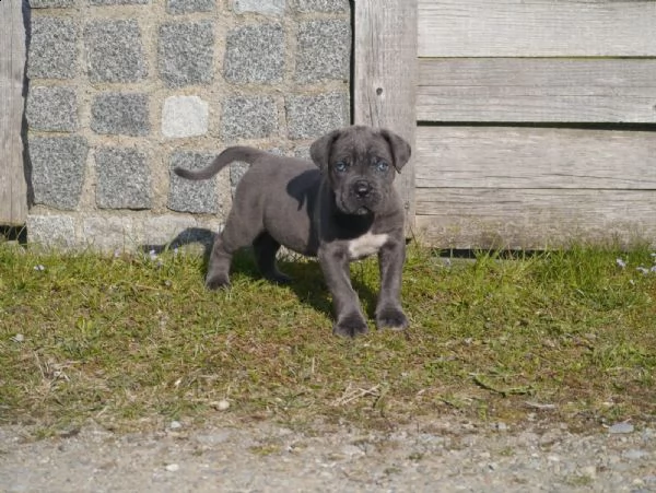 bellissimi cuccioli di cane corso | Foto 0