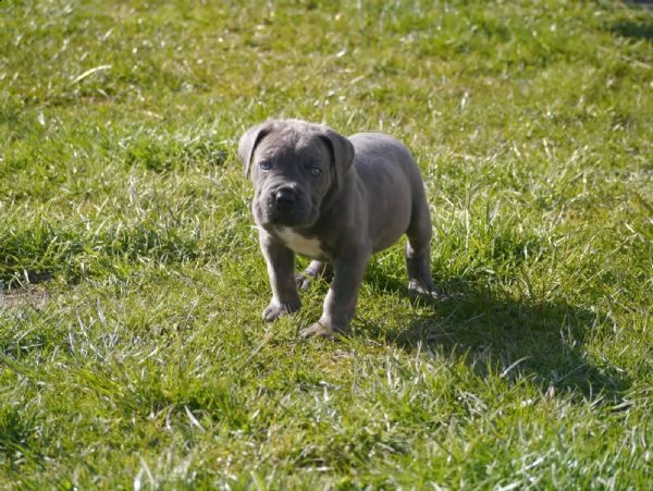 bellissimi cuccioli di cane corso