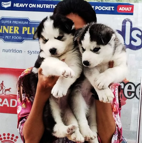 regalo cuccioli di husky siberiano  maschi e femmina.  