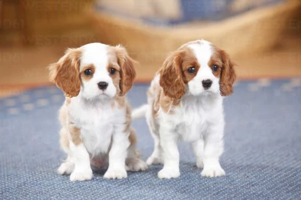 cavalier king cuccioli bicolore