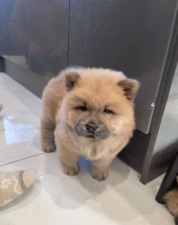 cuccioli chow chow di tre mesi 