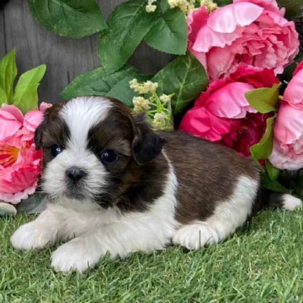 regalo bellissimi cuccioli allevati shih-tzu, colore bianco e nero.