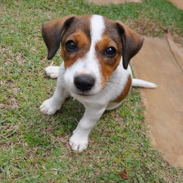 regalo jack russel cuccioli meravigliosi ! 