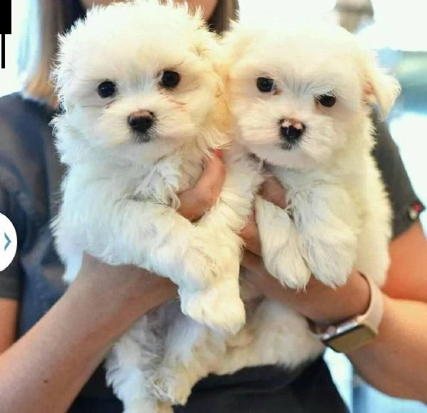 cuccioli maltesi maschi e femmine per gli amanti degli animali domestici.