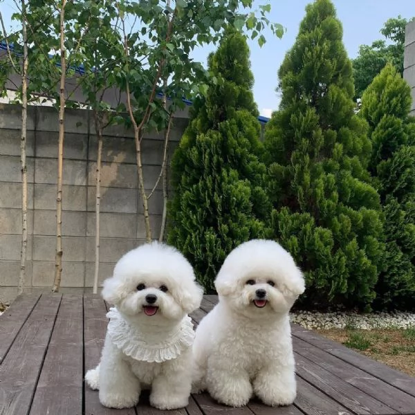 regalo cuccioli di bichon frise 