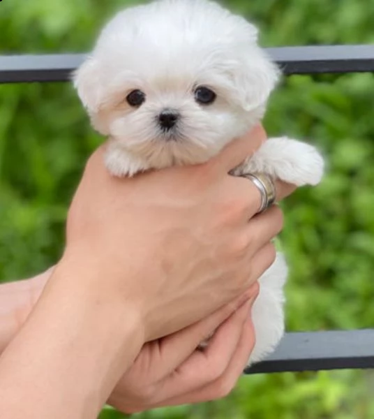 2 regalo cuccioli di maltese 