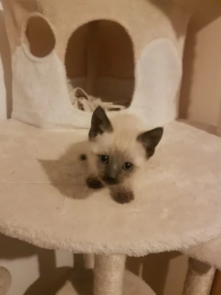 cuccioli gattini siamesi thai | Foto 6