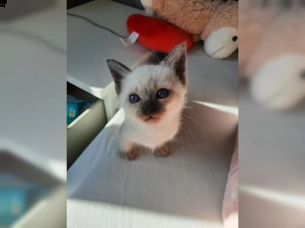 cuccioli gattini siamesi thai | Foto 4