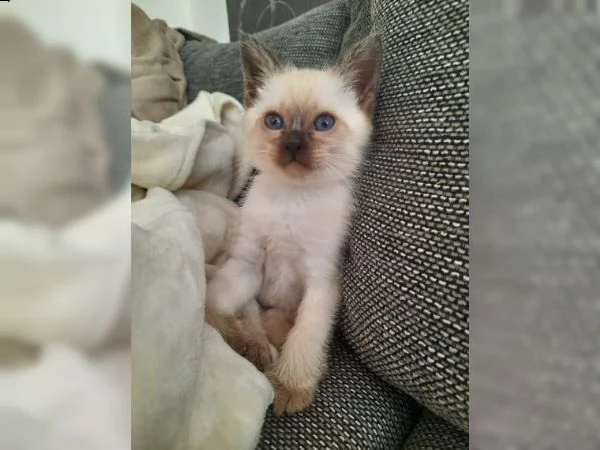 cuccioli gattini siamesi thai | Foto 3