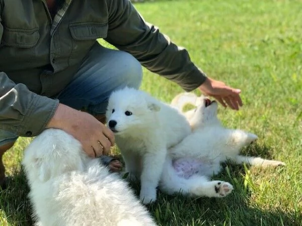 cucciolo di samoiedo addestrato in casa | Foto 6