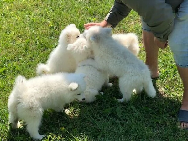 cucciolo di samoiedo addestrato in casa | Foto 5