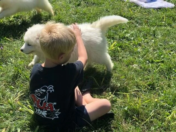 cucciolo di samoiedo addestrato in casa | Foto 4