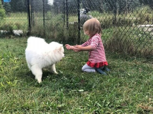 cucciolo di samoiedo addestrato in casa | Foto 3