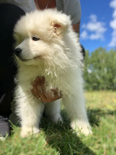 cucciolo di samoiedo addestrato in casa | Foto 1