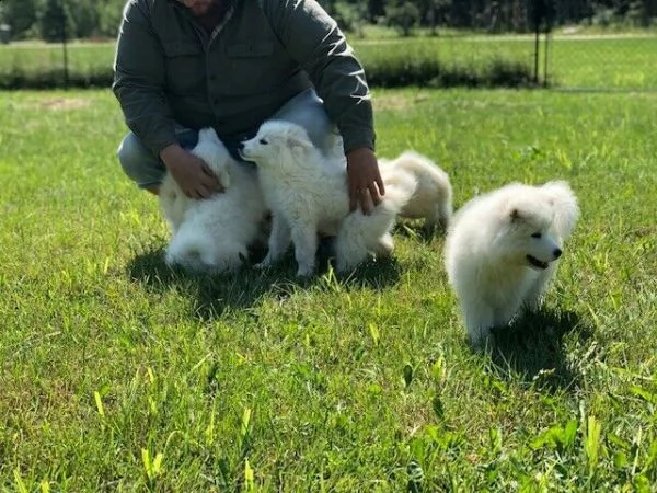 cucciolo di samoiedo addestrato in casa