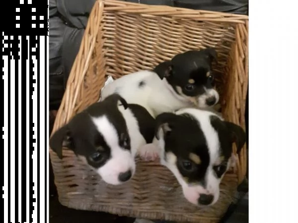 regalo adorabili cuccioli di jack russel femminucce e maschietti