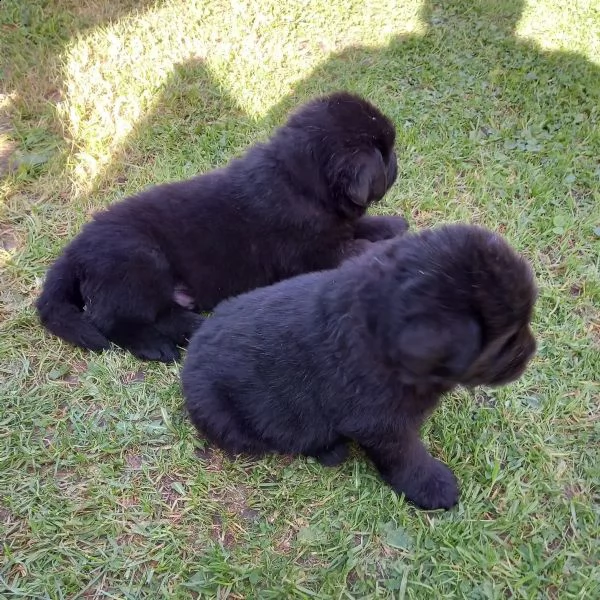 cuccioli terranova maschio e femmina