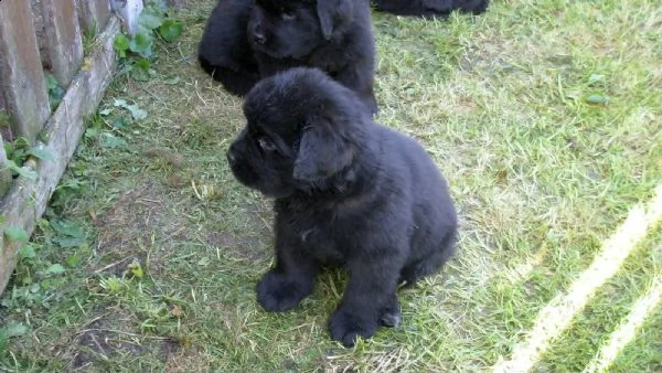 cuccioli terranova maschio e femmina | Foto 2