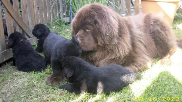 cuccioli terranova maschio e femmina | Foto 1