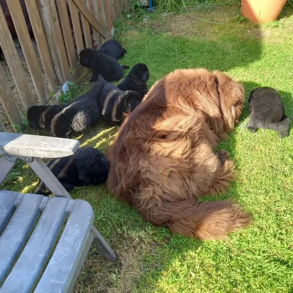 cuccioli terranova maschio e femmina | Foto 0