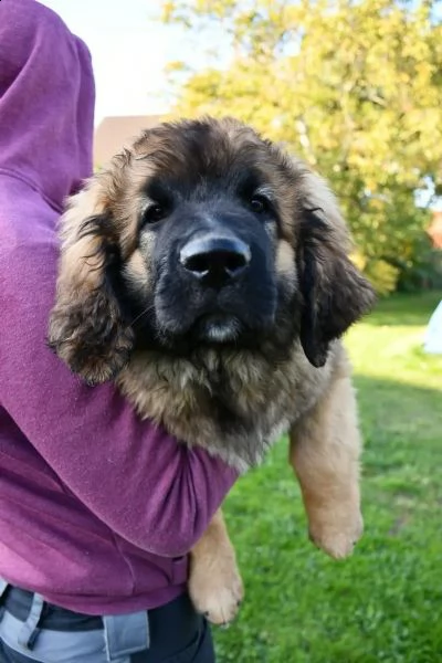 bellissimi cuccioli di leonberger | Foto 1