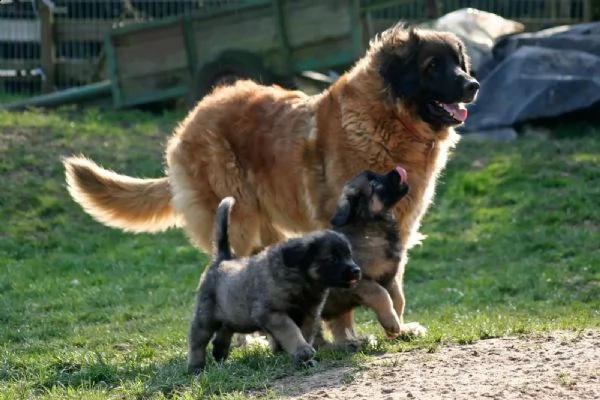 bellissimi cuccioli di leonberger