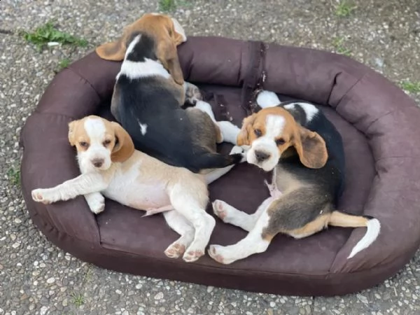 disponibili cuccioli di beagle purosangue | Foto 4