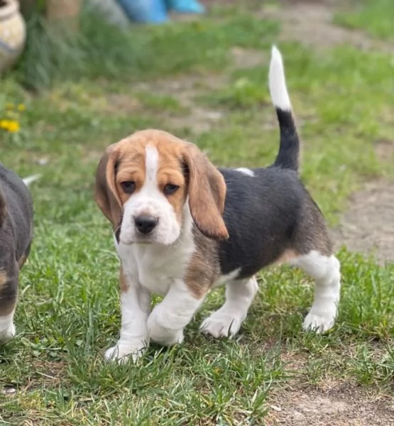 disponibili cuccioli di beagle purosangue