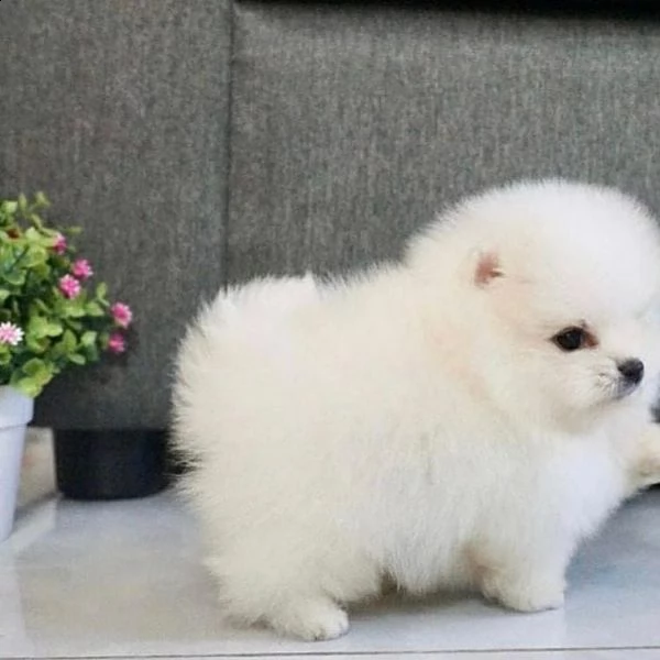 regalo pomeranian 