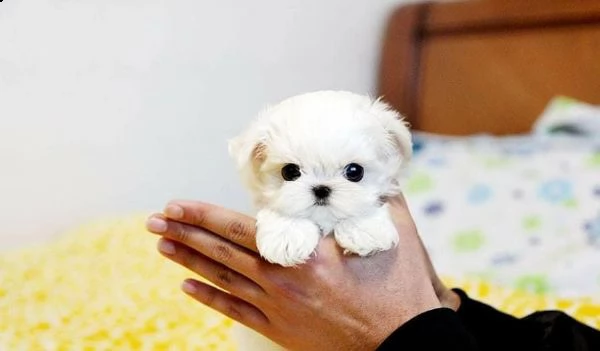 regalo  maltese mini toy€ | Foto 0